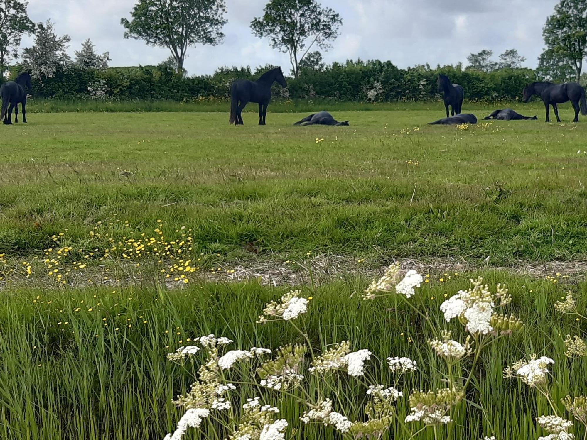 Wetterwillefriesland Wommels ภายนอก รูปภาพ
